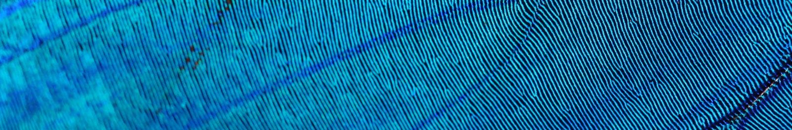 vaast_about_design_bg_morpho_blue